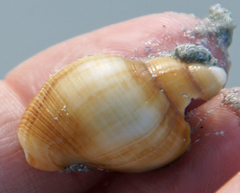 Nassarius speciosus