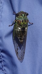 Neotibicen latifasciatus
