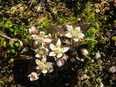 Micranthes stellaris