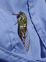 Neotibicen latifasciatus