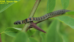 Rhabdophis tigrinus
