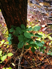 Lathyrus ochroleucus
