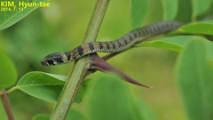 Rhabdophis tigrinus