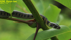 Rhabdophis tigrinus