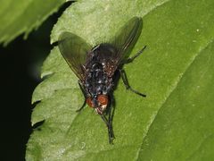 Calliphora subalpina