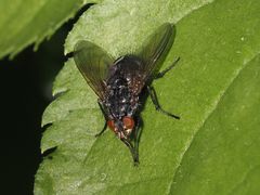 Calliphora subalpina