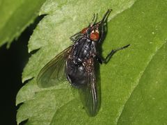 Calliphora subalpina
