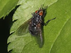 Calliphora subalpina