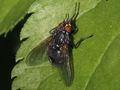 Calliphora subalpina