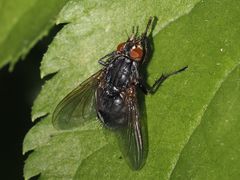 Calliphora subalpina