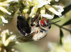 Centris caesalpiniae