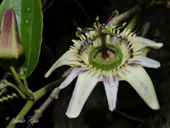 Passiflora cuspidifolia