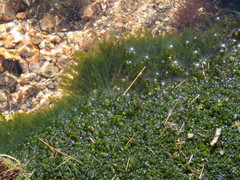 Mesoptychia bantriensis