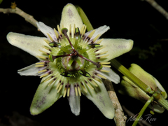 Passiflora cuspidifolia