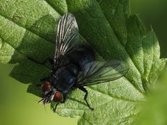 Epicampocera succincta