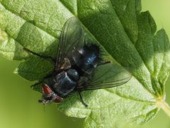 Epicampocera succincta