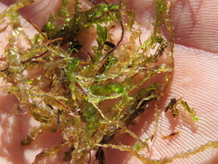 Mesoptychia bantriensis