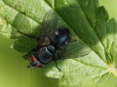 Epicampocera succincta