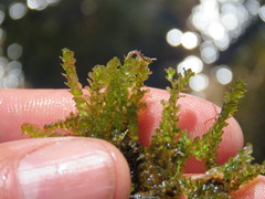 Mesoptychia bantriensis