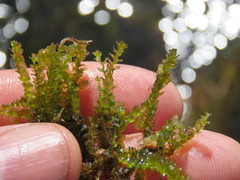 Mesoptychia bantriensis