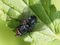 Epicampocera succincta