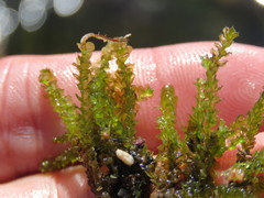 Mesoptychia bantriensis