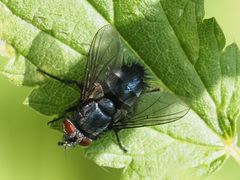 Epicampocera succincta