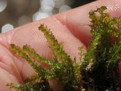 Mesoptychia bantriensis