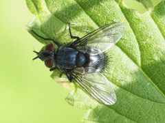 Epicampocera succincta