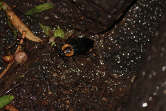 Oxelytrum discicolle