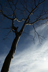 Conzattia multiflora