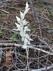 Cephalanthera austiniae