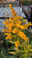 Solidago