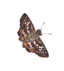 Udranomia kikkawai