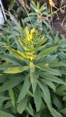 Solidago