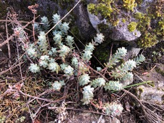Sedum farinosum