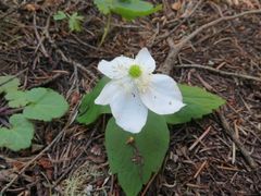 Anemonastrum deltoideum