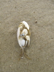 Emerita brasiliensis
