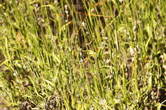 Lavandula angustifolia