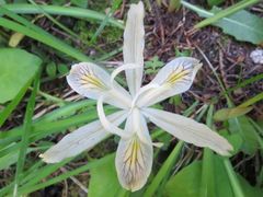 Iris chrysophylla