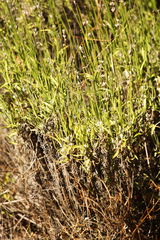 Lavandula angustifolia