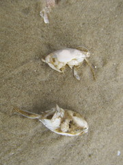 Emerita brasiliensis