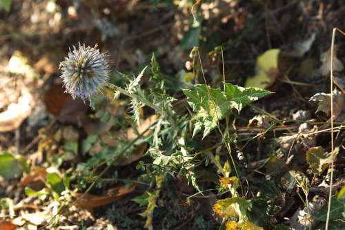 Echinops armatus (Echinops armatus)