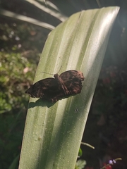 Achlyodes busirus