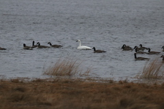 Cygnus columbianus columbianus