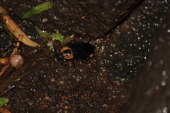 Oxelytrum discicolle