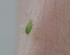 Myzus persicae