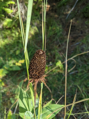 Showy coneflower (Rudbeckia alpicola)