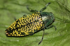 Buprestis confluenta