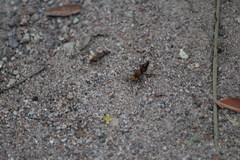 Dasymutilla snoworum